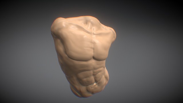 Torso 3D Model