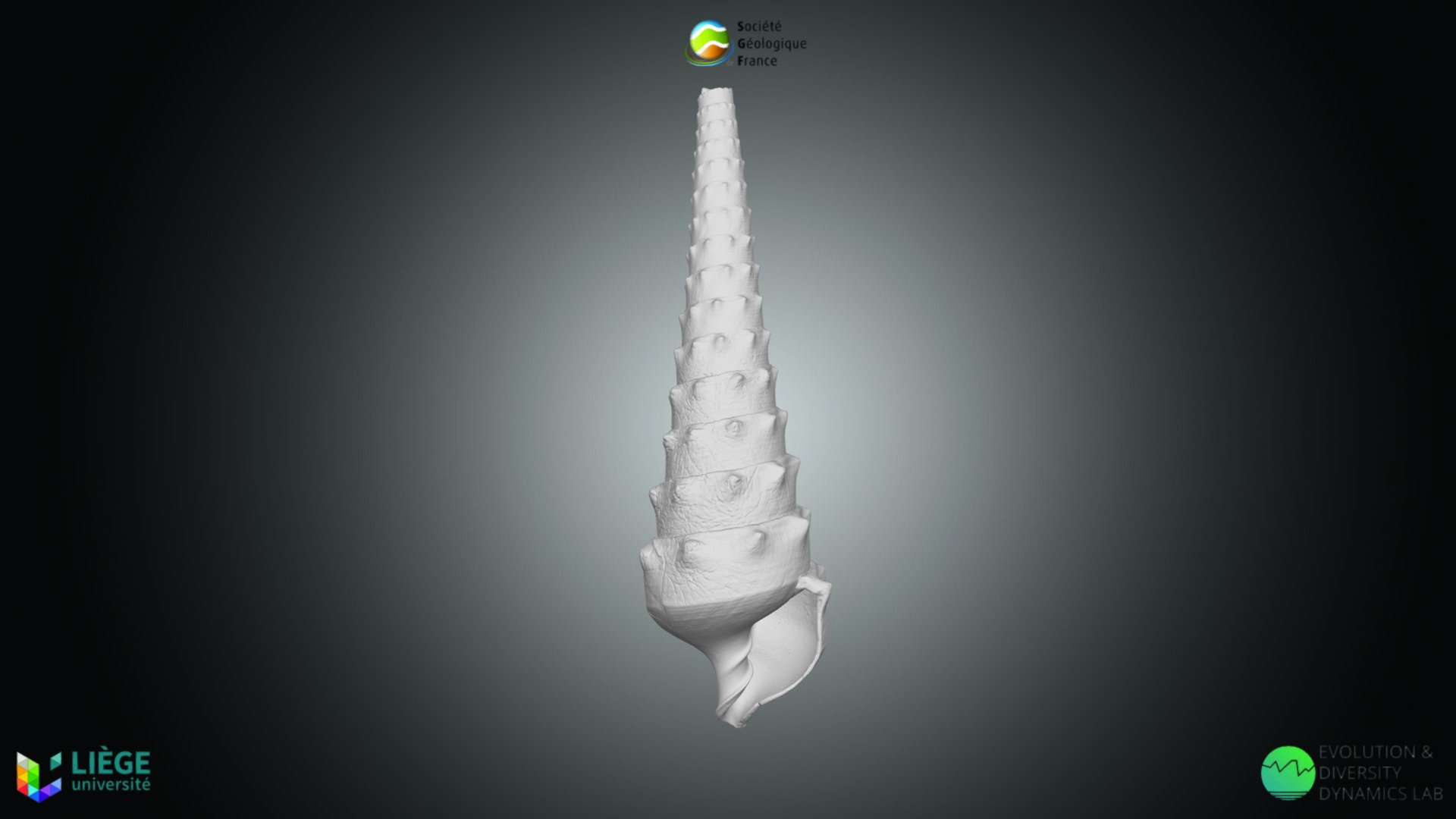 Gasteropode - Campanile giganteum