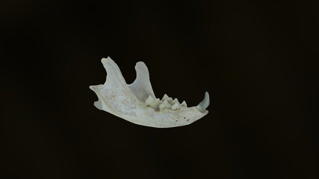 Cat jaws 3D Model
