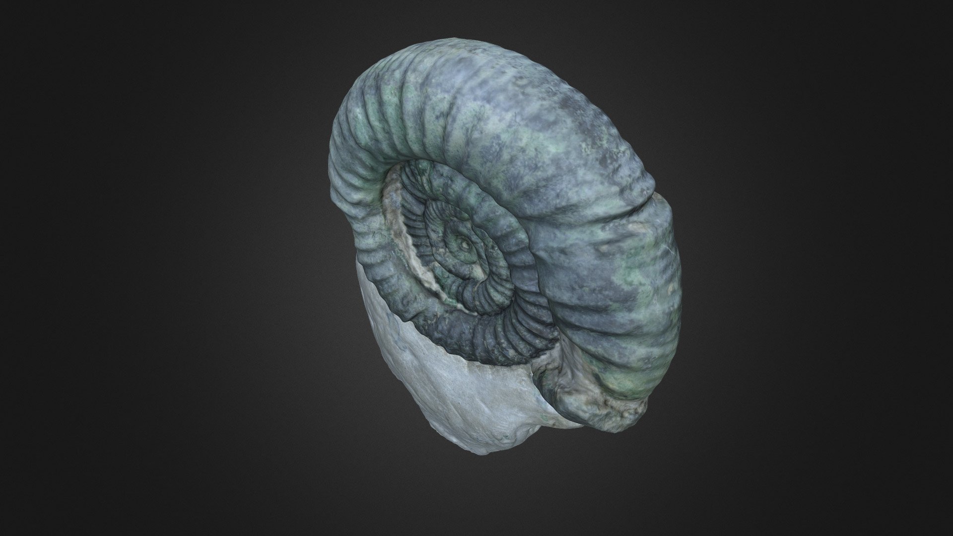 Orthospinctes sp.