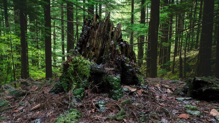 Olsztyn, Jezero, Stump – Modello 3D gratuito STL