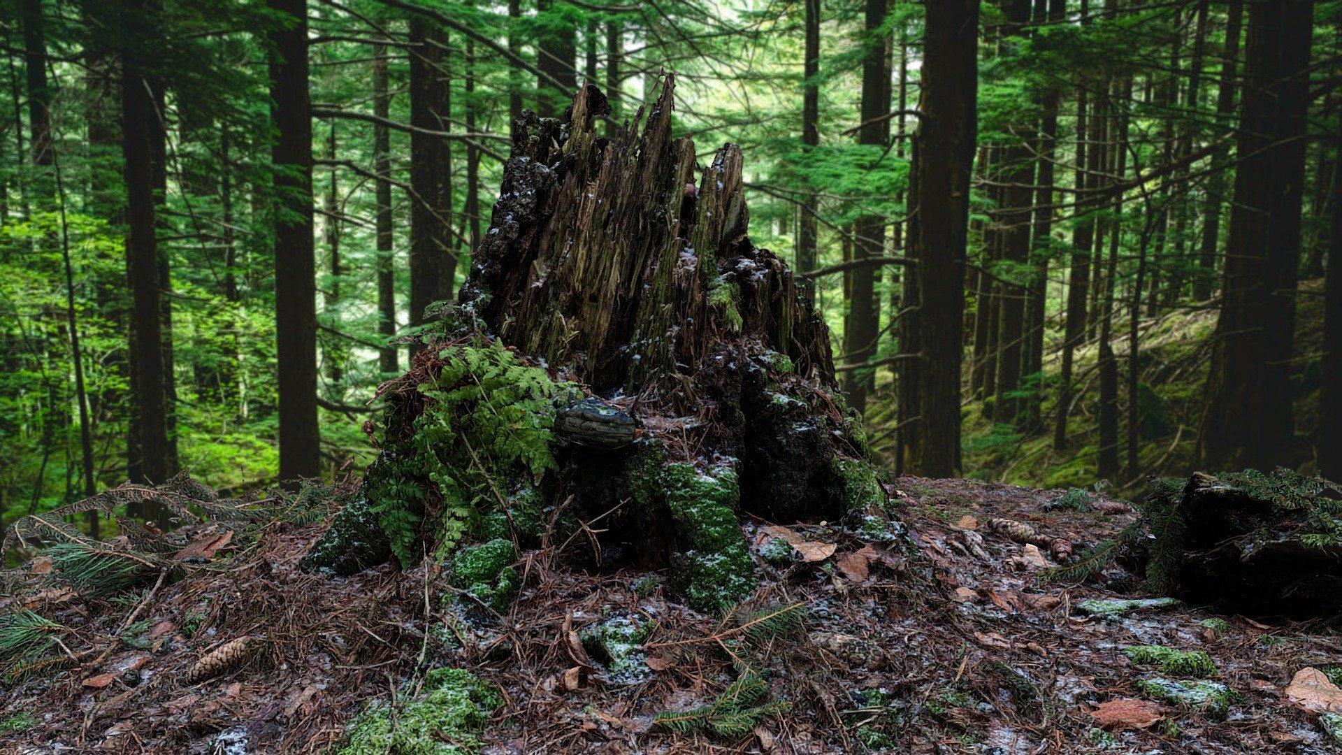 Olsztyn, Jezero, Stump
