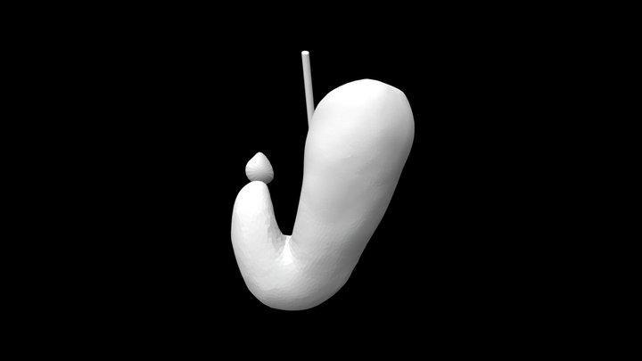 鉤状胃4 3D Model