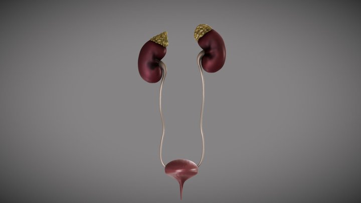 The Urinary System & Adrenal Glands 3D Model