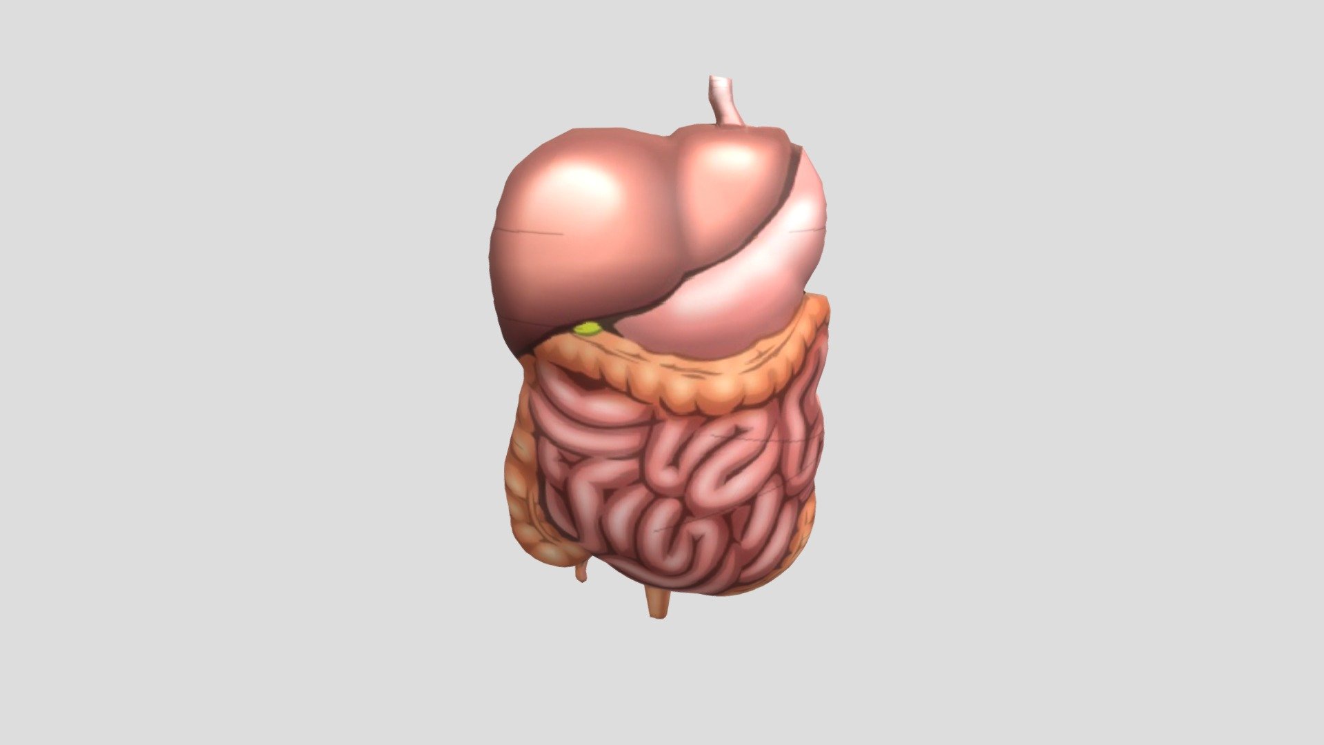 Organ Manusia - Download Free 3D model by alfanesta [96b4e24] - Sketchfab