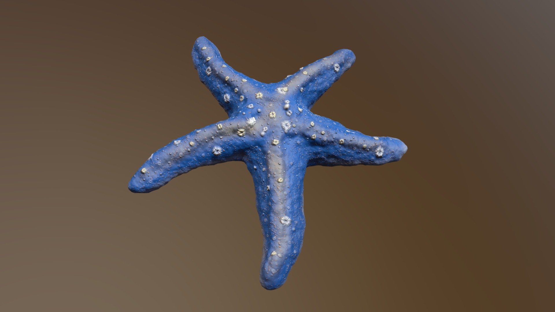 Starfish (Blue)