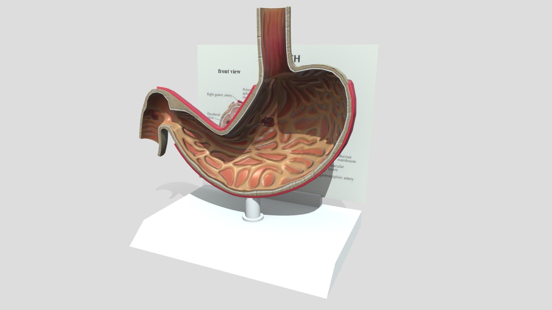 Stomach model - Buy Royalty Free 3D model by digikstudio [96b6846 ...