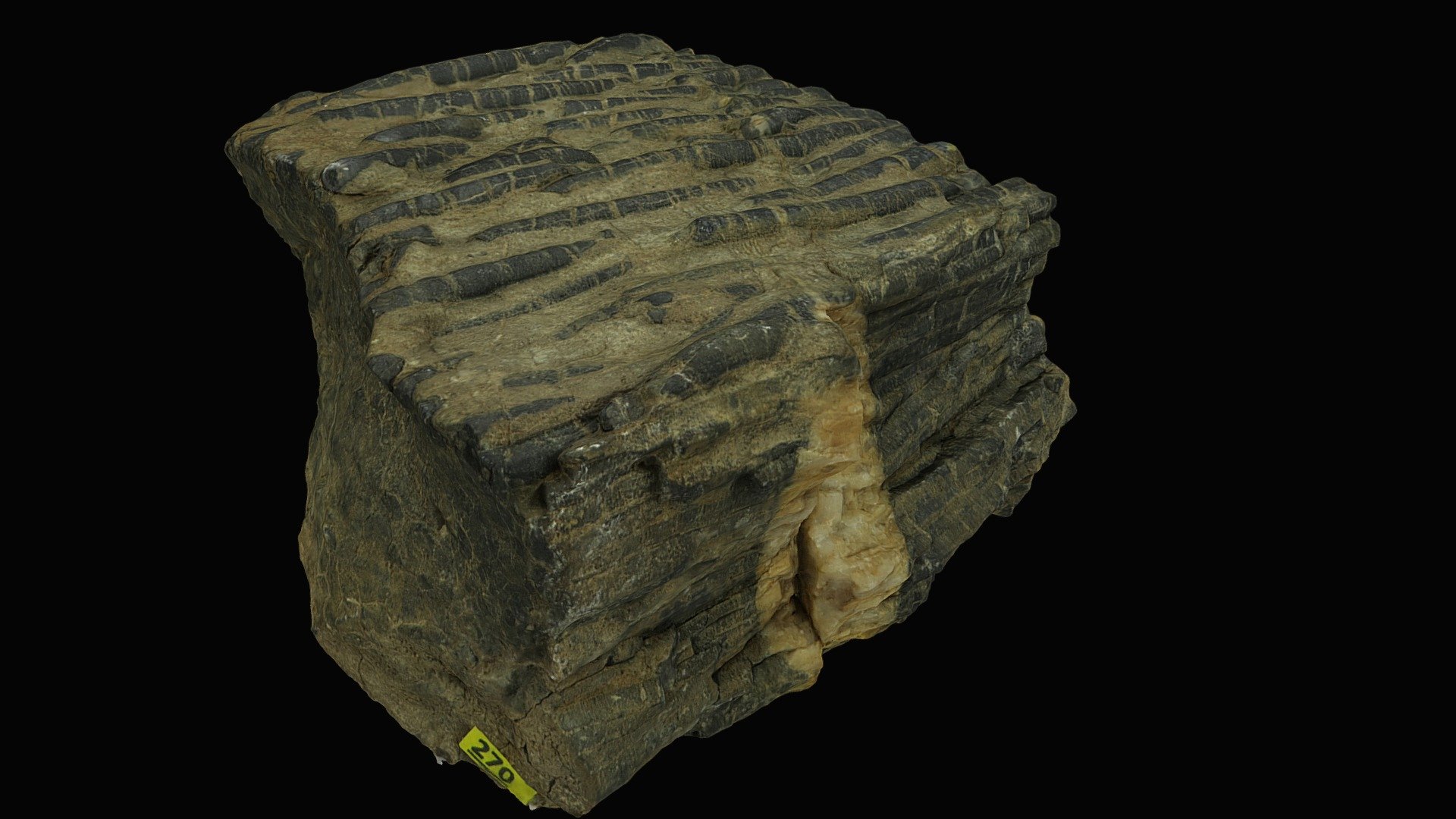 Aligned belemnites, Switzerland