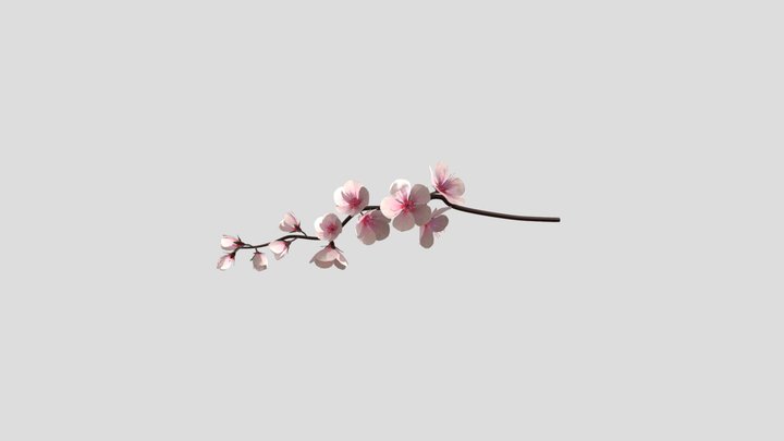 cherry blossoms_branch_rigged animated_clean 3D Model