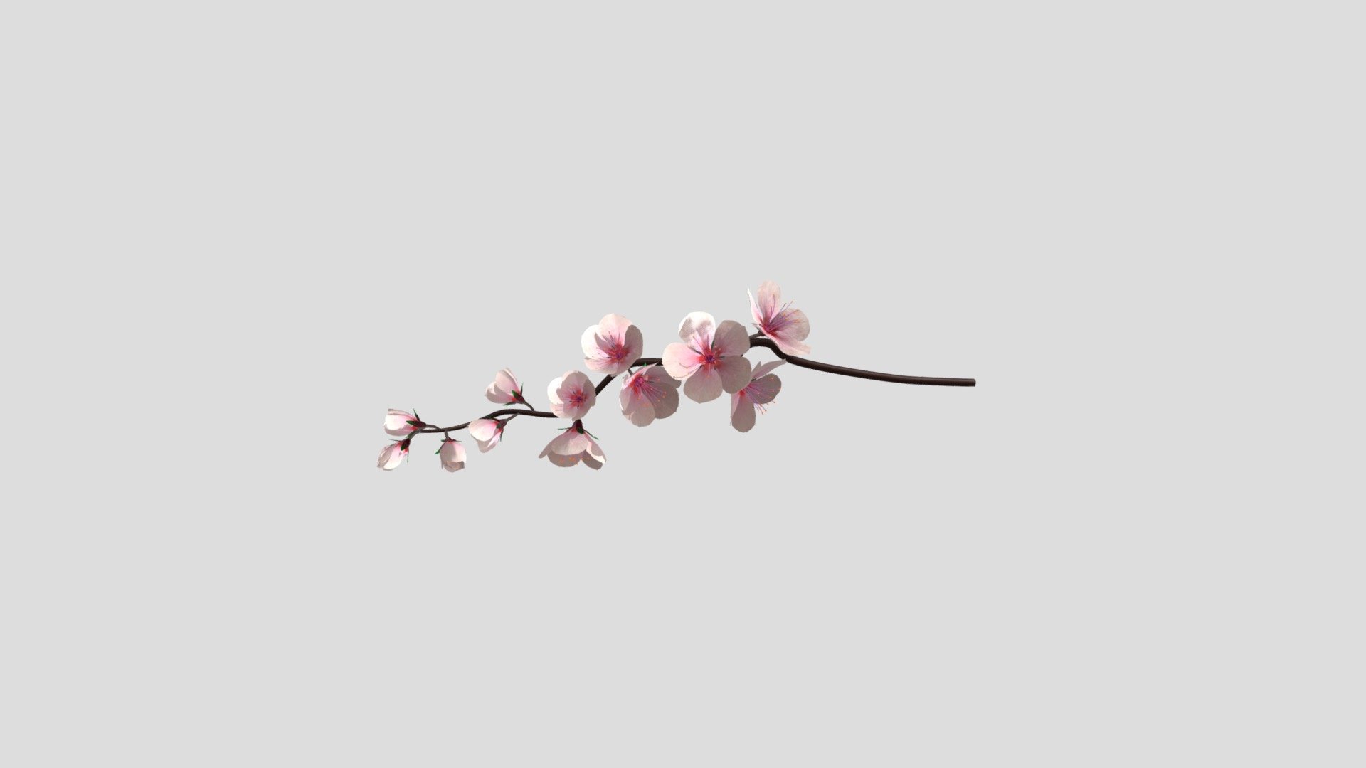 cherry blossoms_branch_rigged animated_clean - 3D model by Aysha ...