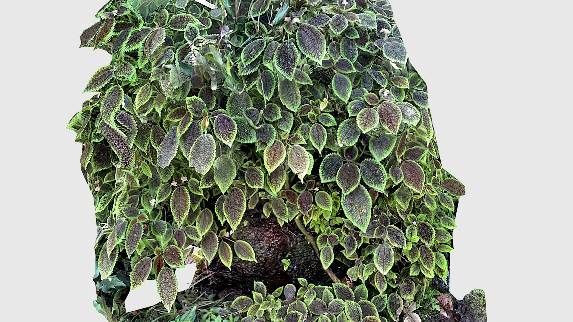Plant