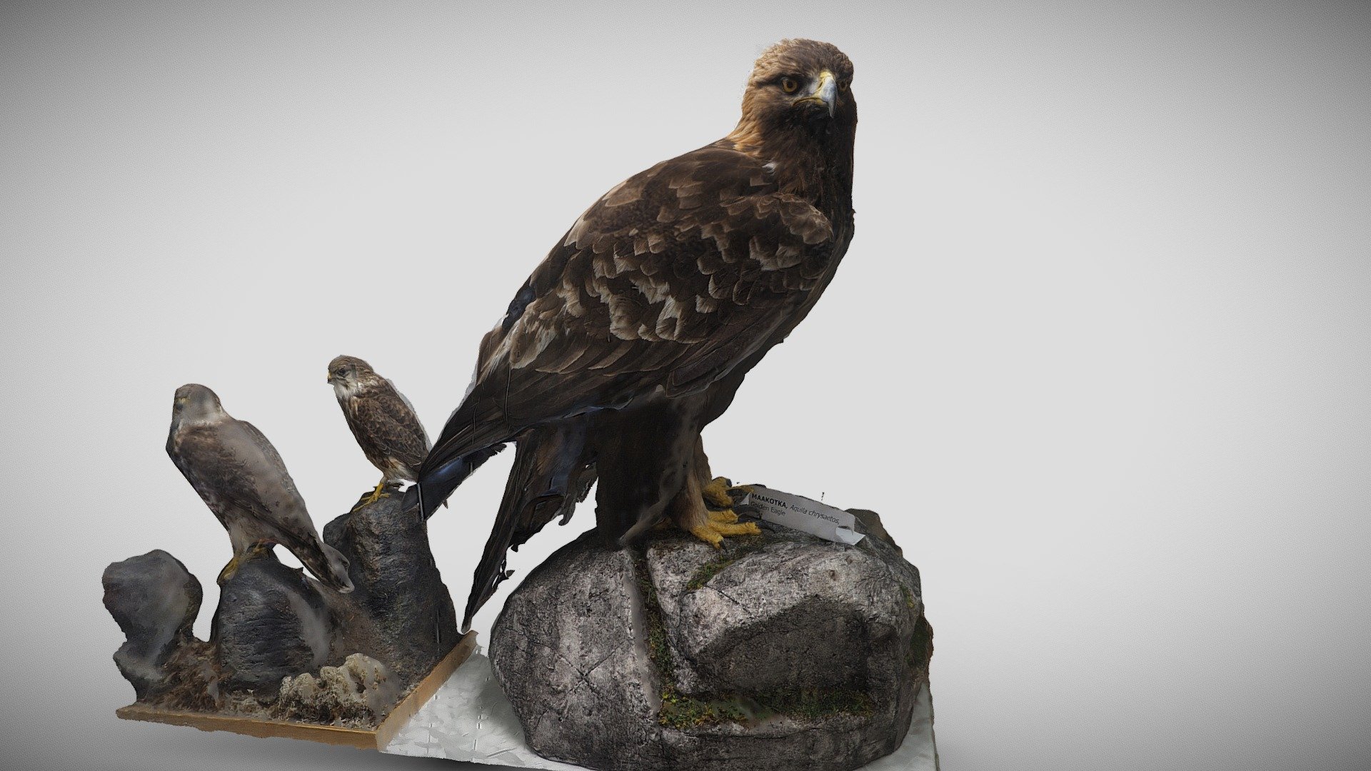 Maakotka (Aquila chrysaetos)