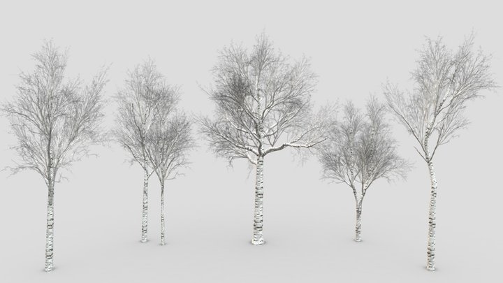White Birch Tree Collection -ST-39 3D Model