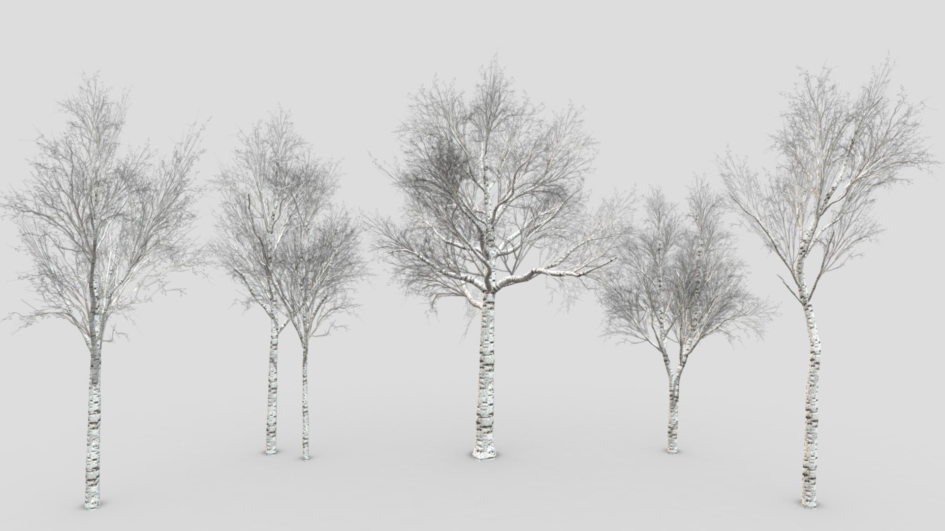 silver birch - 3D model by Jamlu69 [74450e8] - Sketchfab