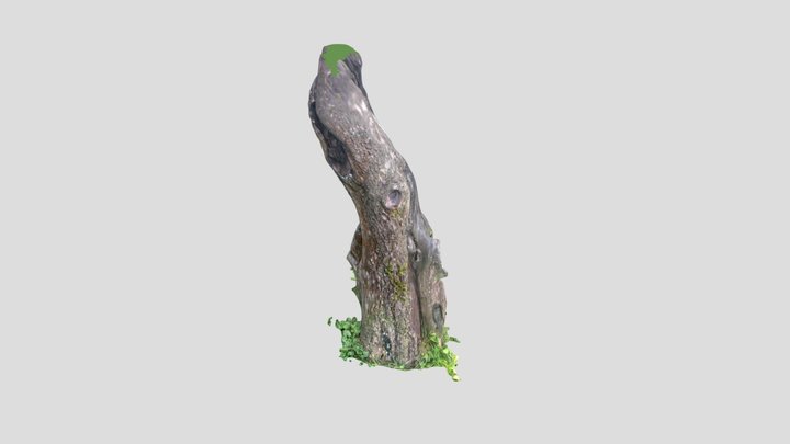 Tree five 3D Model