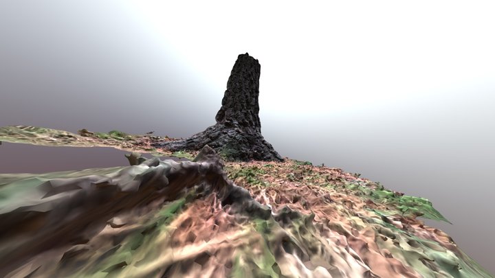 Arbol parte de la raiz. Raw Photogrammetry 3D Model