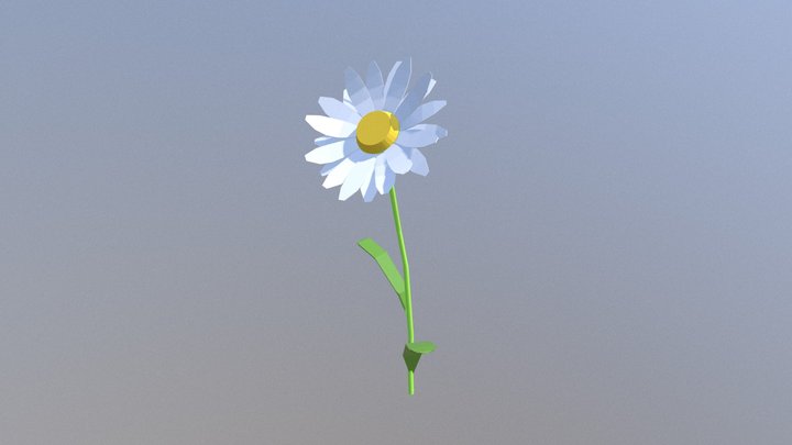 Oxeye Daisy 3D Model