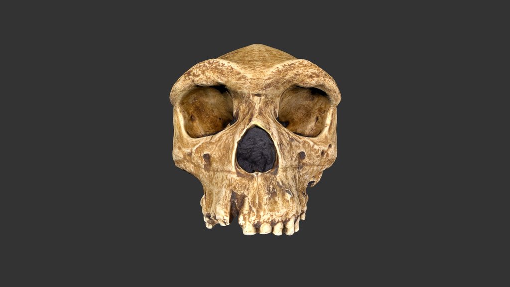 Homo sapiens (2501.1rp35) – cranium