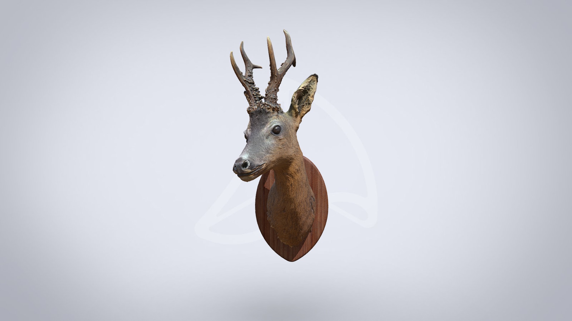 3D model Roe deer - This is a 3D model of the Roe deer. The 3D model is about a moose head with a light behind it.
