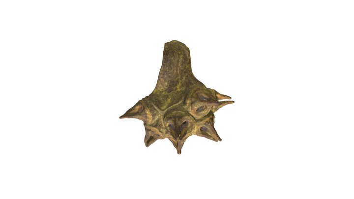 Eucalyptus Lehmannii fruit 3D Model