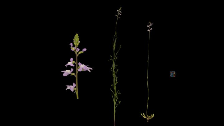 CC0 マツバウンラン Canada Toadflax, N. canadensis