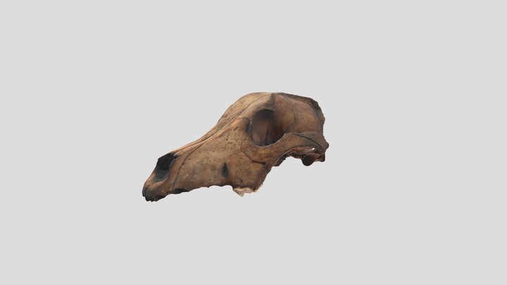 Crâne quasi-complet de Canis lupus 3D Model