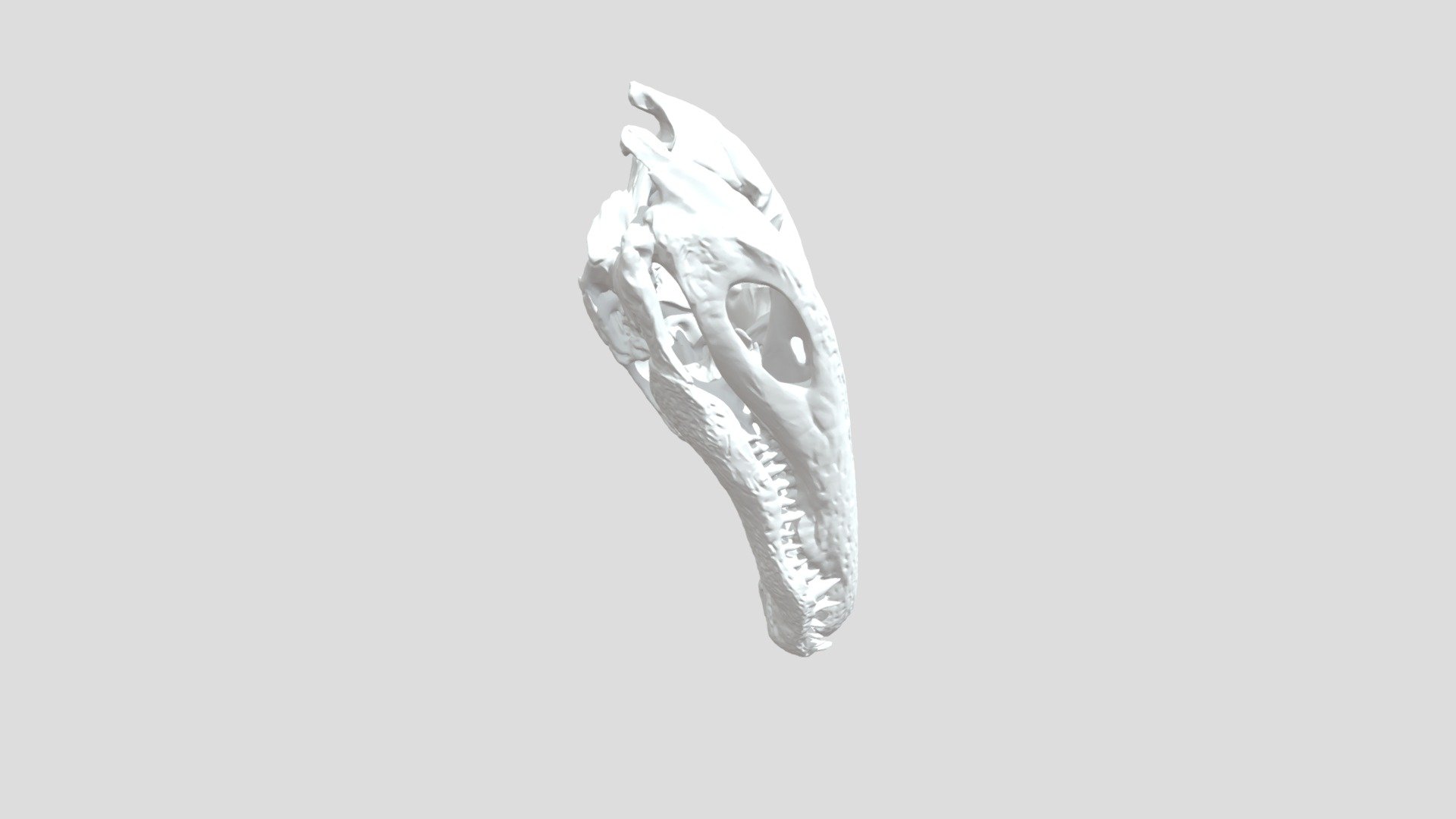 Alligator