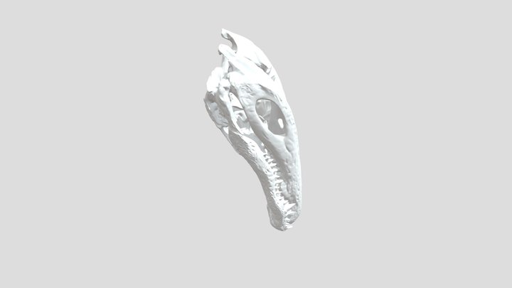 Alligator 3D Model