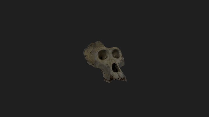 Cráneo de gorila 3D Model
