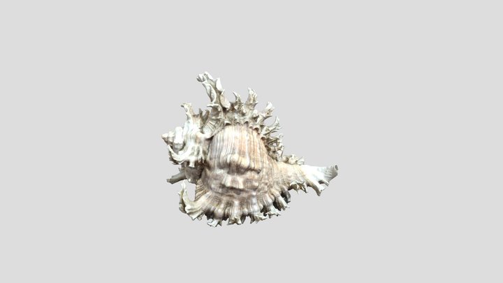 Light Shell - McLean Museum, Greenock 3D Model