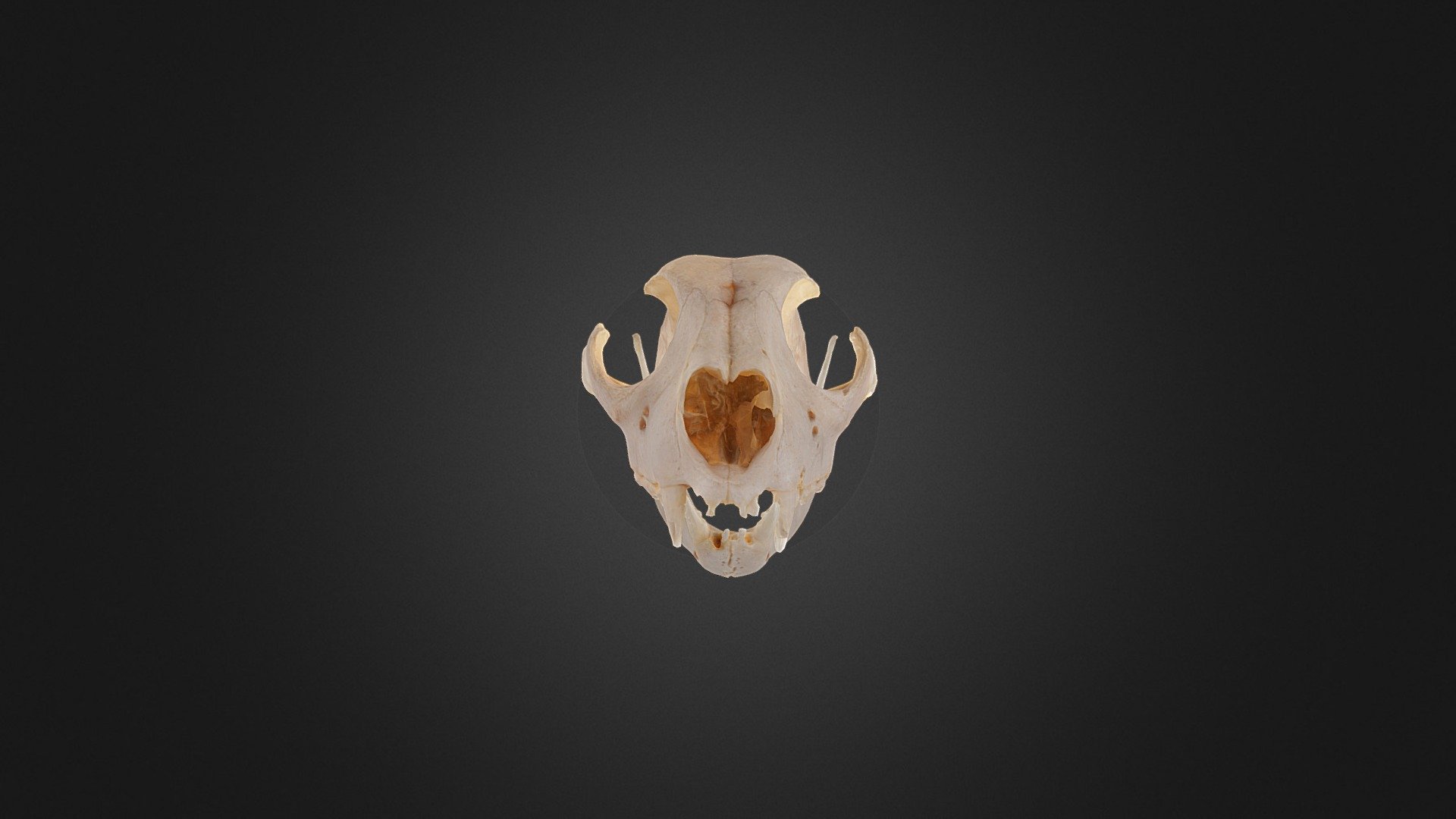 Cheetah Skull Animation - 3D model by Archaeology, Classics and ...