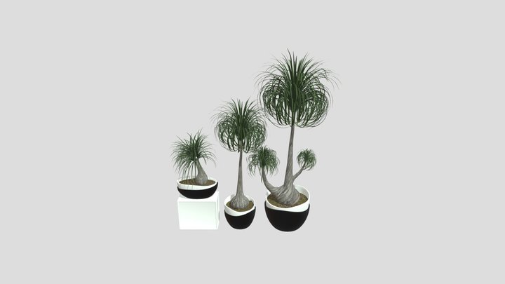 Apartment Palm Plant