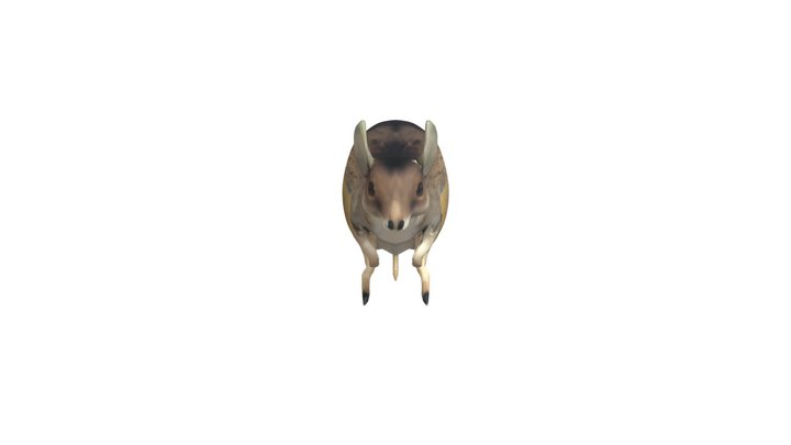 Lake Mackay hare wallaby 3d Free Model 3D Model