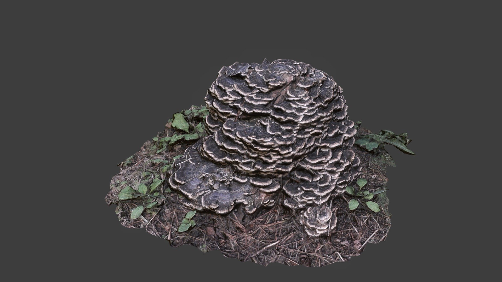 云芝 dead tree mushroom