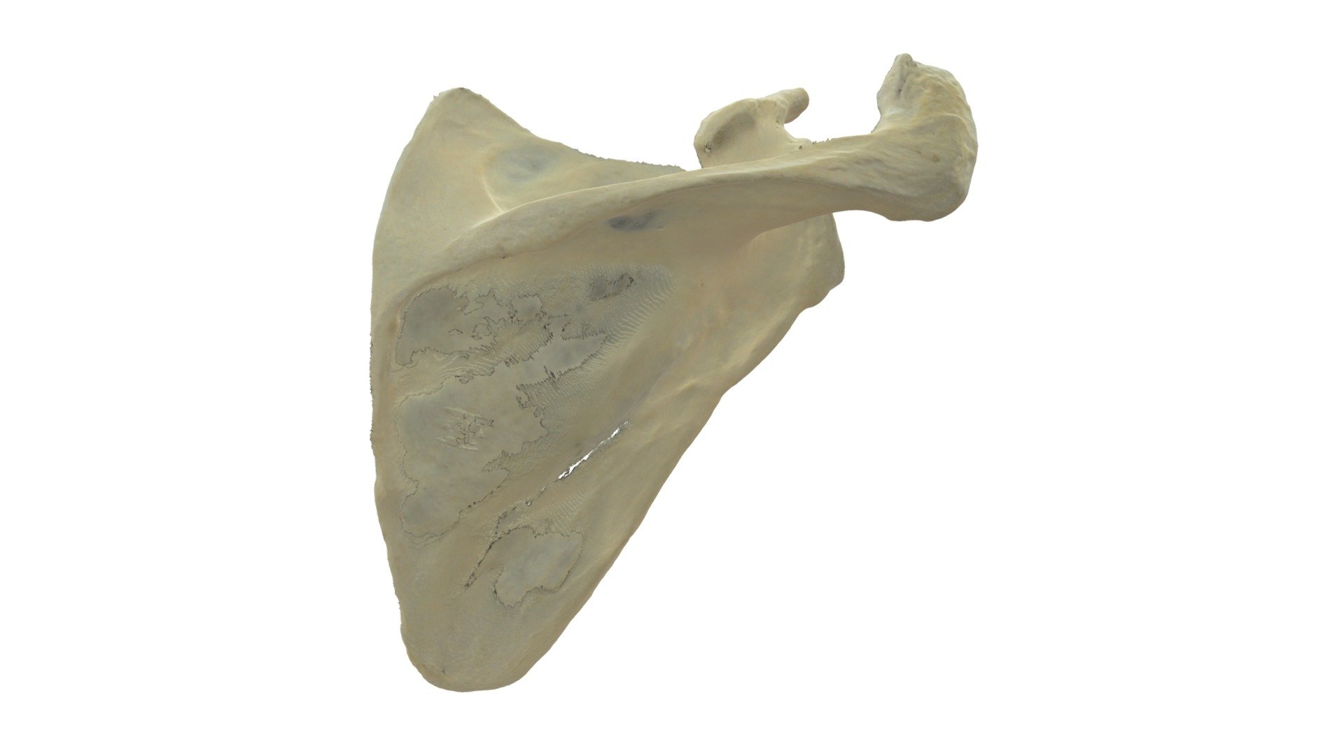 Scapula R Met Annotaties Zijden 3d Model By Universiteit Antwerpen Marjanmaldoy 96e3899 3740