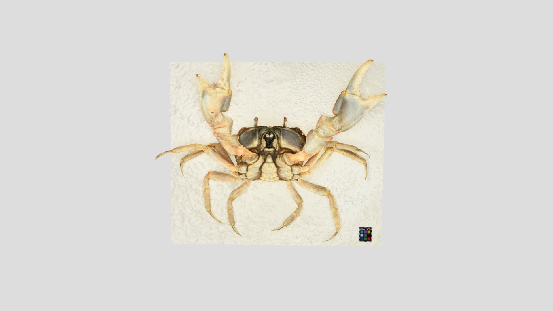 ハマガニ オス Chasmagnathus convexus