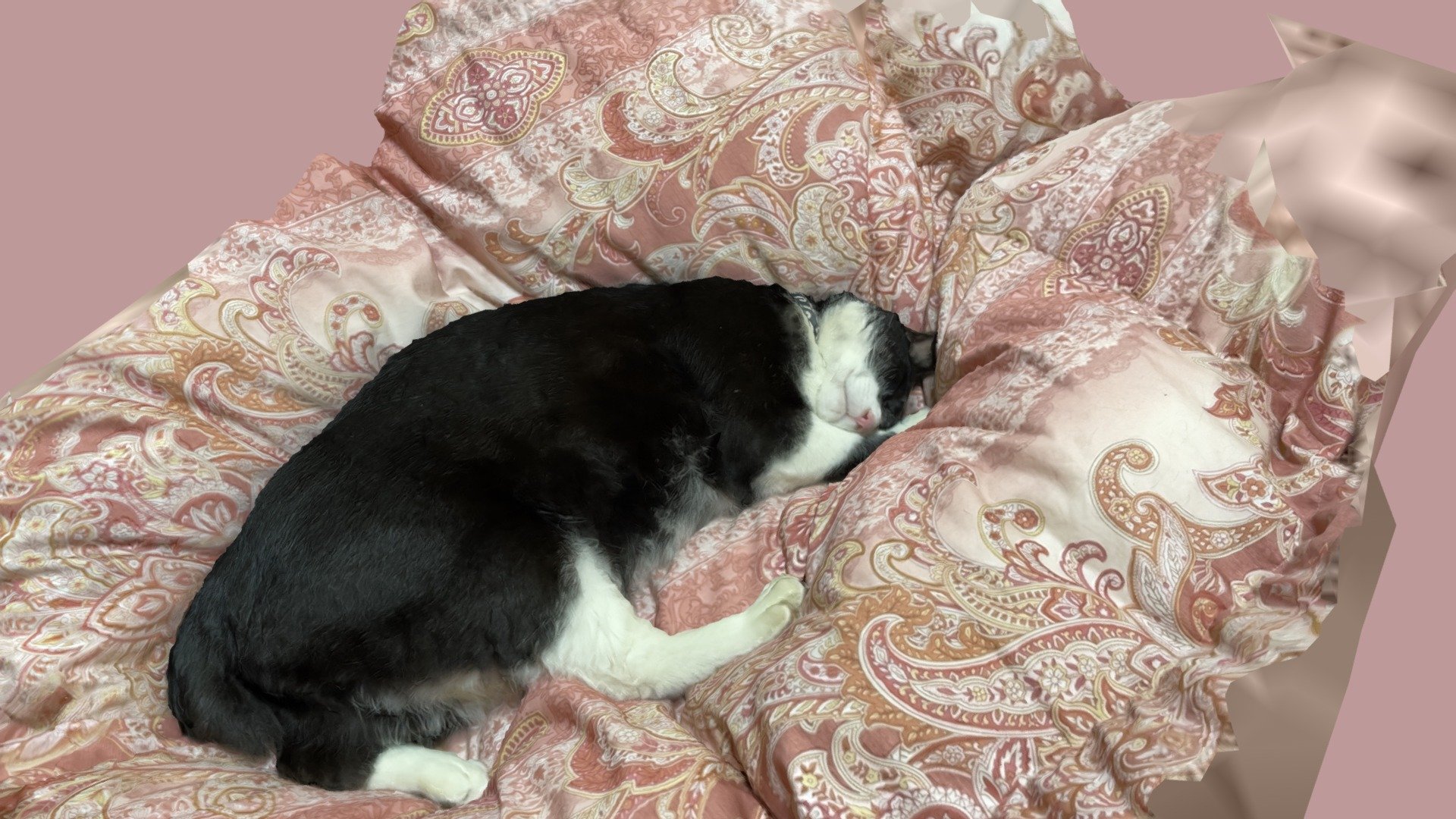 cat sleeping on futon