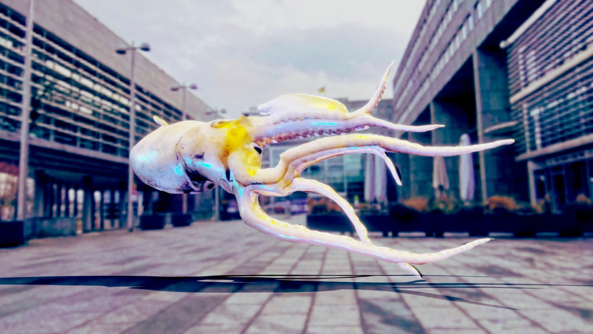 Argonauta argo mooving - NHM Wien