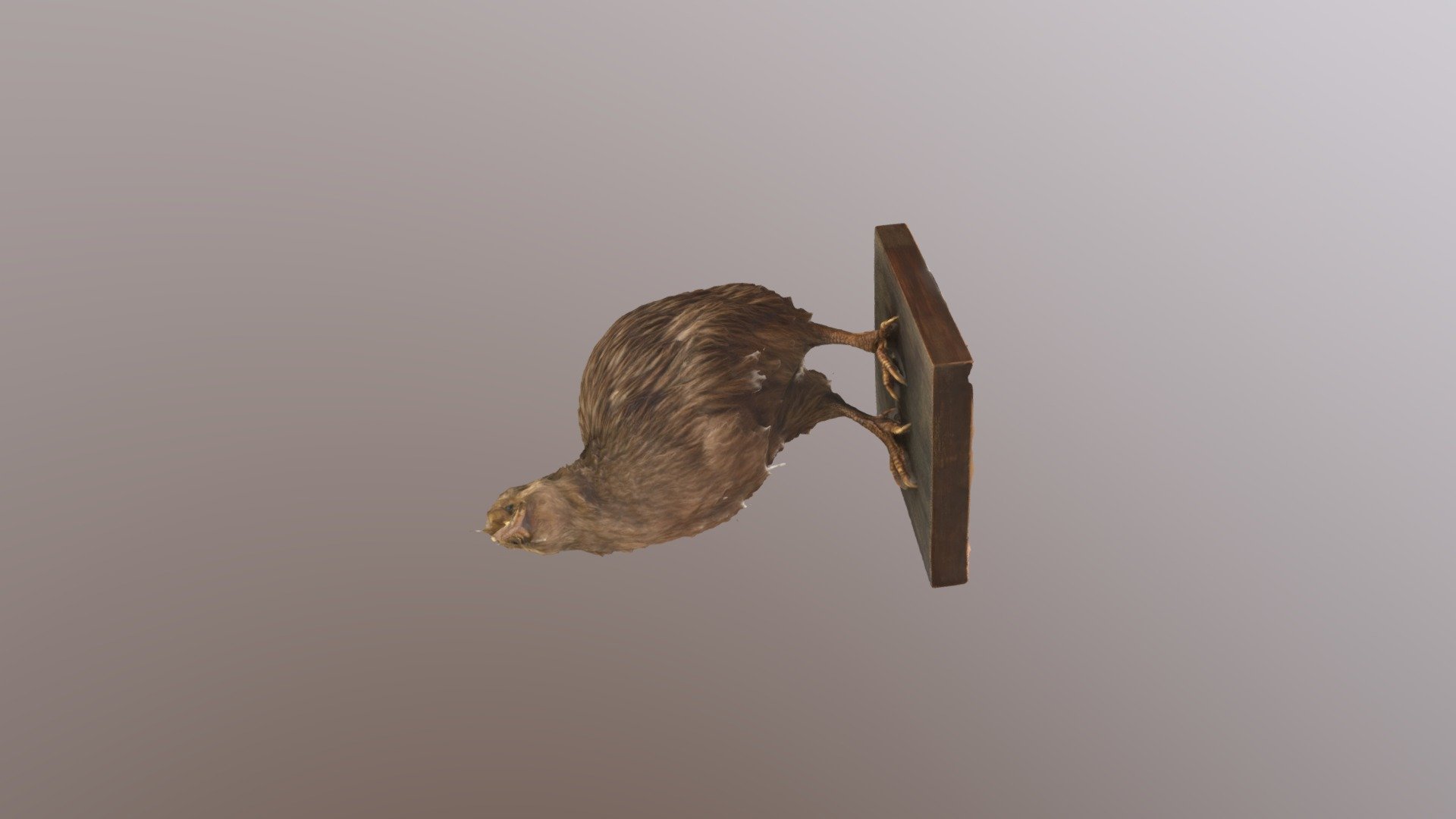 Kiwi