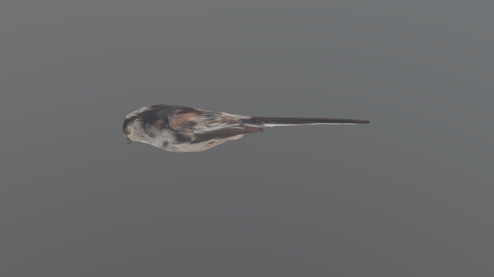 Long-tailed Tit - Aegithalos caudatus europaeus