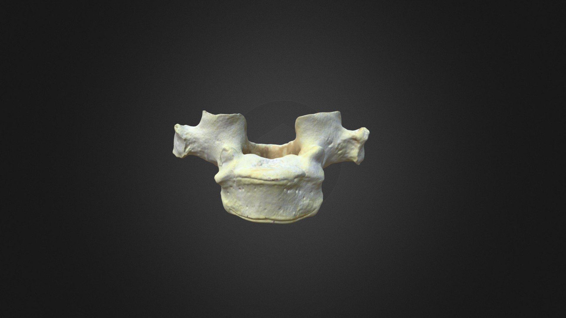 Gorilla gorilla gorilla, T1 vertebra