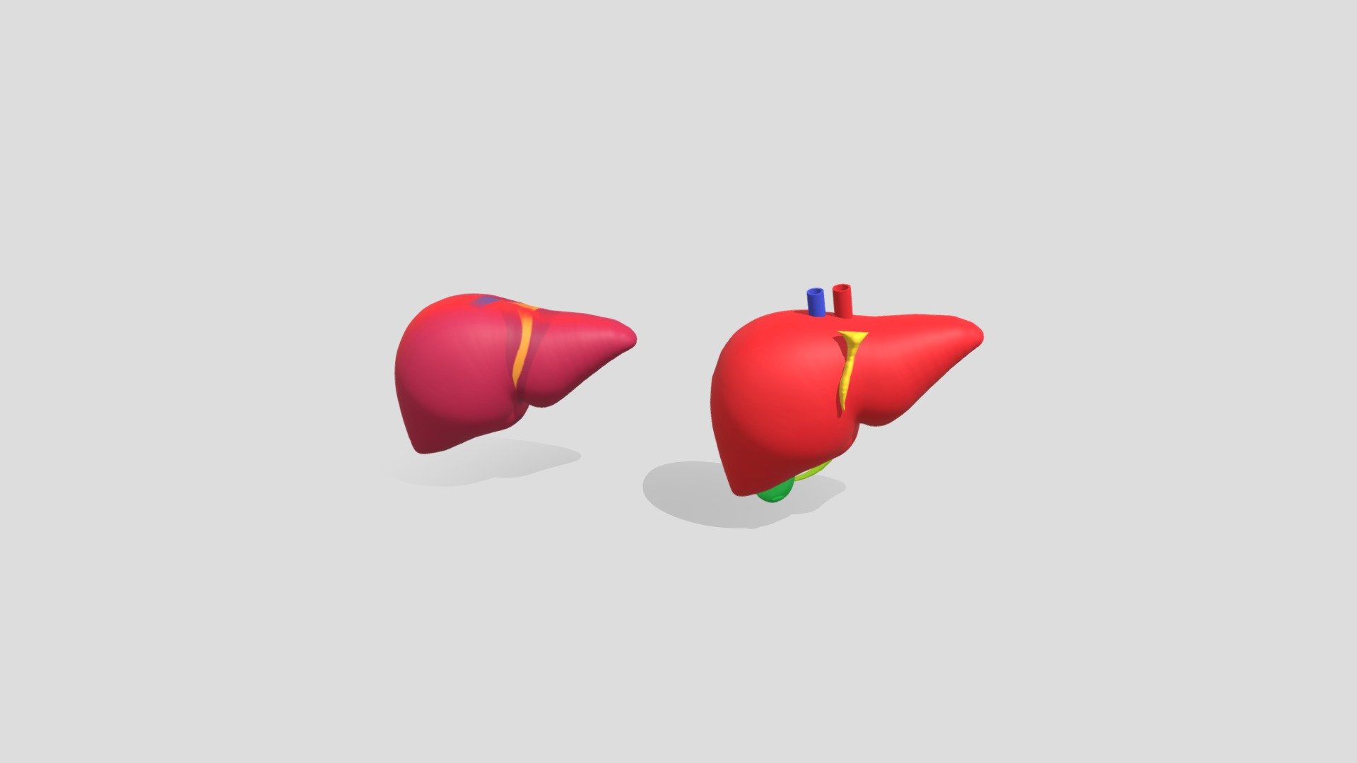 Liver - Organ Hati