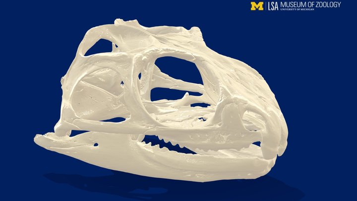 Tuatara skull 3D Model