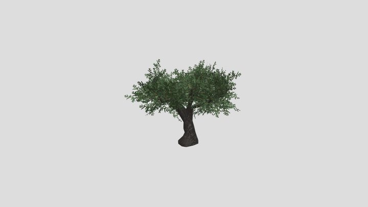 OliveTree004 3D Model