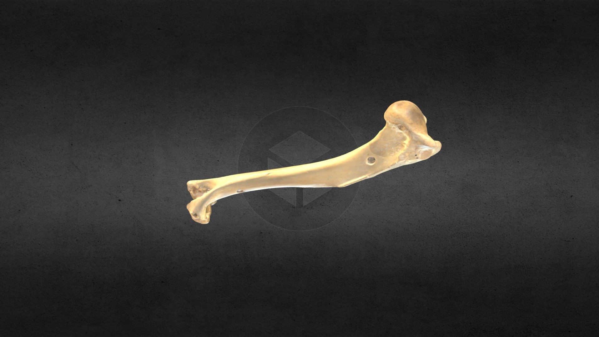MSCC089 Canis latrans Right Humerus