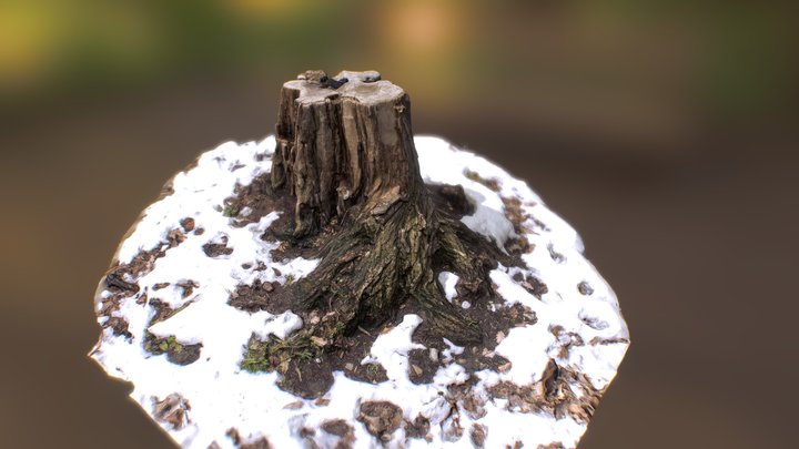 Winter tree stump (Robinia pseudoacacia) 3D Model