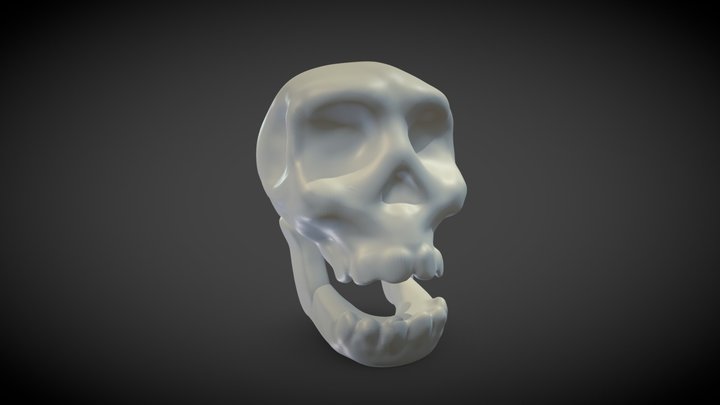 Skull 3D Model