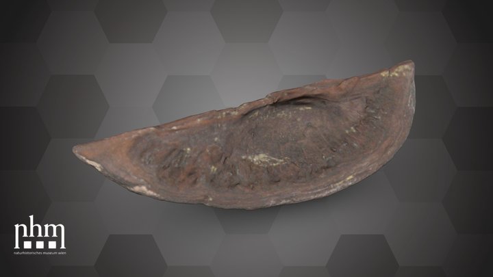 Fossilised fruit (NHMW-GEO-2024/0188/10426) – Kostenloses 3D-Modell STL