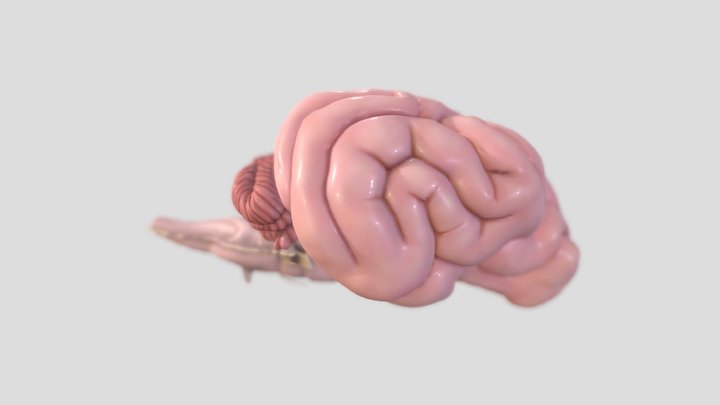 Dog Brain 3D Model