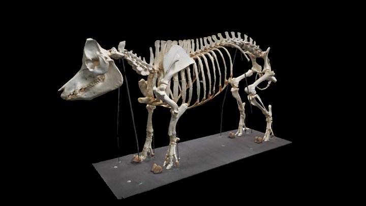 Squelette entier de Porc (Sus domesticus) 3D Model